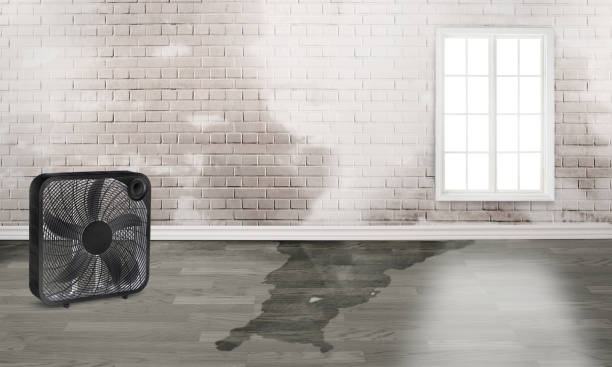 Best Fire Damage Restoration  in Paola, KS